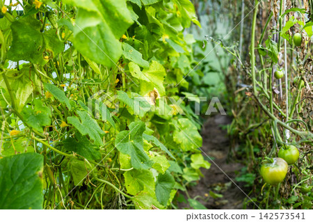 green leaves cucumber plant and green tomatoes green leaves cucumber plant and green tomatoes 142573541