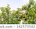 ripe apples on old apple tree at summer sunset 142573542