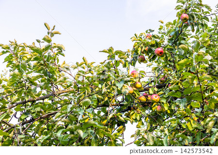 ripe apples on old apple tree at summer sunset ripe apples on old apple tree at summer sunset 142573542