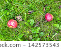 two red fallen apple fruits on ground close-up 142573543