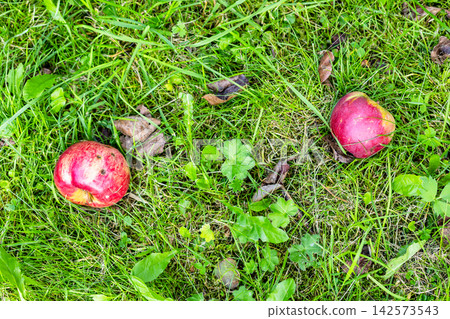 two red fallen apple fruits on ground close-up two red fallen apple fruits on ground close-up 142573543