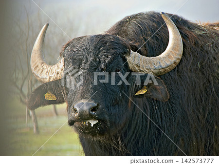water ox at fog water ox at fog 142573777