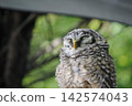 Owl looking into the distance 142574043