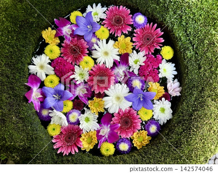 Colorful flower arrangements in the water basin in September (gerberas, bellflowers, marigolds, celosia) <Sugao Shrine/Okazaki City, Aichi Prefecture> Colorful flower arrangements in the water basin in September (gerberas, bellflowers, marigolds, celosia) <Sugao Shrine/Okazaki City, Aichi Prefecture> 142574046