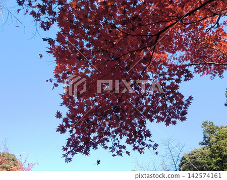 鮮紅的秋葉 鮮紅的秋葉 142574161