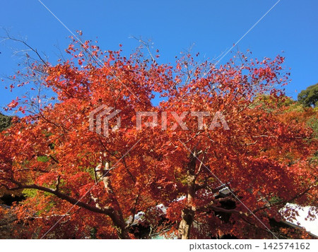 鮮紅的秋葉 鮮紅的秋葉 142574162