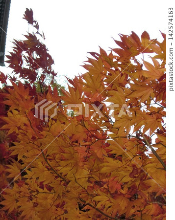鮮紅的秋葉 鮮紅的秋葉 142574163