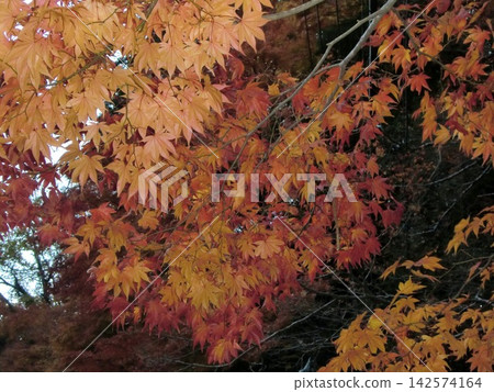 鮮紅的秋葉 鮮紅的秋葉 142574164