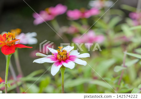 Red and white bicolor zinnias blooming against a backdrop of quince blossoms. Red and white bicolor zinnias blooming against a backdrop of quince blossoms. 142574222