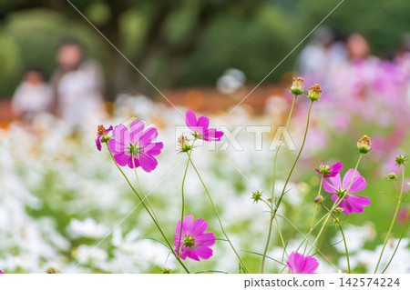 花田中盛開的粉紅色波斯菊，以及秋天遊客的景色。 142574224