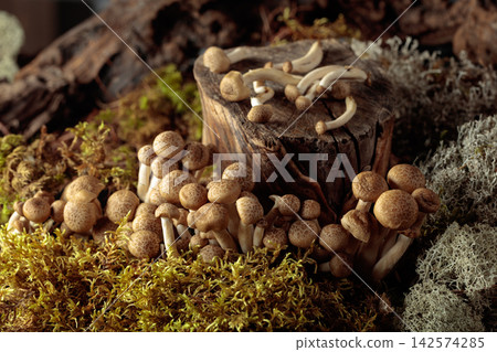 Fresh shimeji mushrooms in forest. 142574285