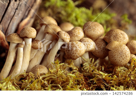 Fresh shimeji mushrooms in forest. 142574286