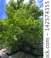primeval forest 8 142574355