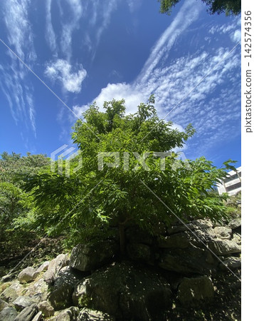 primeval forest 7 primeval forest 7 142574356