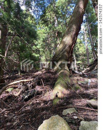 primeval forest 6 primeval forest 6 142574357