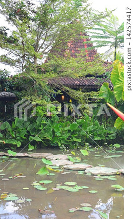 Tropical pond with floating leaves lies below dense garden growth and weathered tiled roof. Tall trees, ferns, and broad foliage crowd around calm water, giving rustic landscape secluded look. Tropical pond with floating leaves lies below dense garden growth and weathered tiled roof. Tall trees, ferns, and broad foliage crowd around calm water, giving rustic landscape secluded look. 142574417