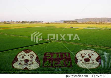 青森縣十和田市的稻田藝術和飯糰風景 青森縣十和田市的稻田藝術和飯糰風景 142574690