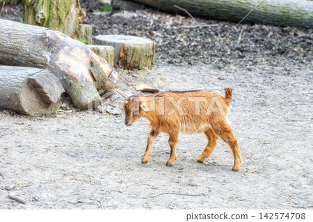 Brown American Pygmy kid goat walking in petting zoo. Cute young African pygmy goatling, side view 142574708