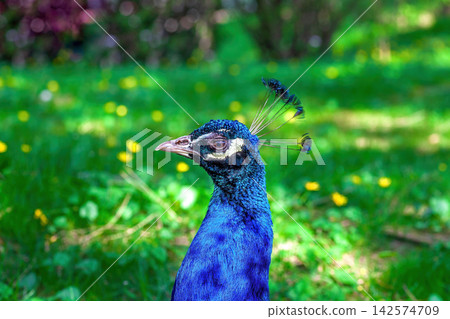 Portrait of beautiful blue Indian peacock in summer garden. Vibrant colored beauty peafowl head close up, side view Portrait of beautiful blue Indian peacock in summer garden. Vibrant colored beauty peafowl head close up, side view 142574709