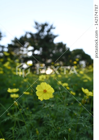 黃色波斯菊 黃色波斯菊 142574787