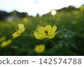 黃色波斯菊 142574788