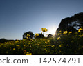採取日落的波斯菊 142574791