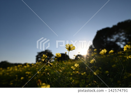 採取日落的波斯菊 採取日落的波斯菊 142574791
