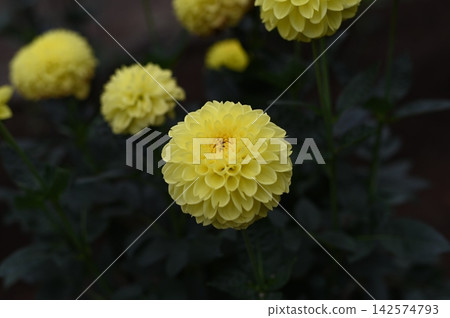 黃色大麗花 黃色大麗花 142574793