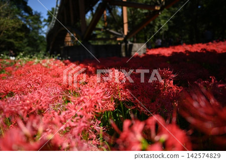 紅蜘蛛百合 紅蜘蛛百合 142574829