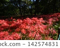 簇狀孤挺花，花，花 142574831