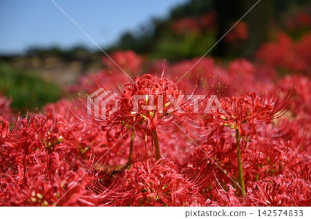 在satoyama開花的群狀孤挺花 在satoyama開花的群狀孤挺花 142574833