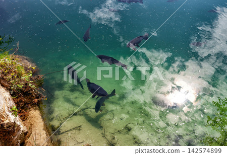 Big carp fish swimming in clear mountain lake in Adrspach-Teplice Rock Town, Czech Republic Big carp fish swimming in clear mountain lake in Adrspach-Teplice Rock Town, Czech Republic 142574899