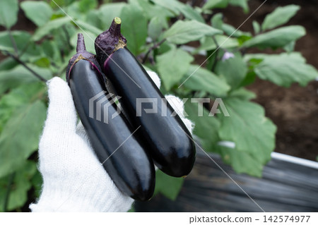 A man harvests eggplants from his home garden (August). 142574977