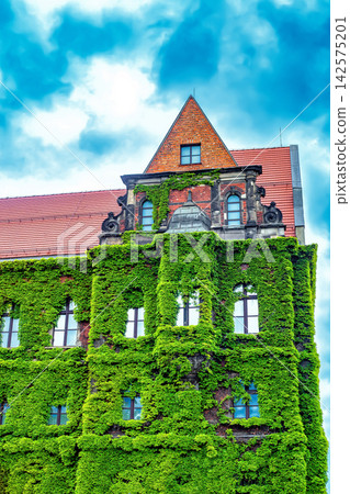 Wroclaw National Museum, part of building covered with green ivy leaves in Poland 142575201