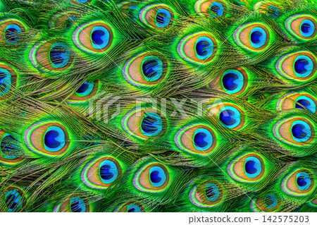 Pattern of bright multicolored peacock tail closeup. Abstract background vibrant tropical indian peafowl feather, selectuve focus Pattern of bright multicolored peacock tail closeup. Abstract background vibrant tropical indian peafowl feather, selectuve focus 142575203