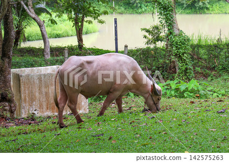 Albino Water Buffalo Grazing on Green Grass Near Pond Albino Water Buffalo Grazing on Green Grass Near Pond 142575263
