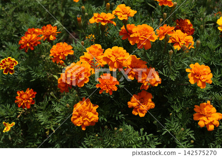 Vibrant Orange Marigold Flowers Blooming in Garden, Top View Vibrant Orange Marigold Flowers Blooming in Garden, Top View 142575270