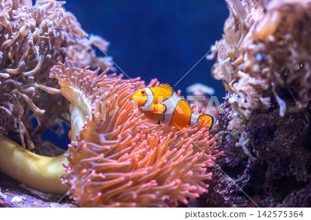 Orange Ocellaris clownfish swimming in deep ocean. Cute Amphiprion ocellaris or false percula clown fish swim in fishtank Orange Ocellaris clownfish swimming in deep ocean. Cute Amphiprion ocellaris or false percula clown fish swim in fishtank 142575364