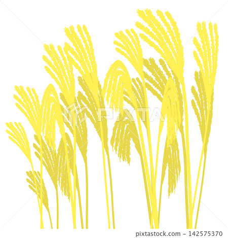 Illustration of a simple pampas grass Illustration of a simple pampas grass 142575370