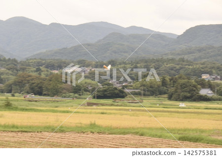 看到一隻野生的朱鷺在空中飛翔 看到一隻野生的朱鷺在空中飛翔 142575381