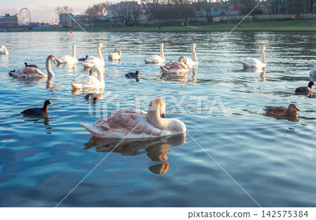 Grace young white swans and wild ducks swimming in Vistula river in winter Krakow, Poland Grace young white swans and wild ducks swimming in Vistula river in winter Krakow, Poland 142575384