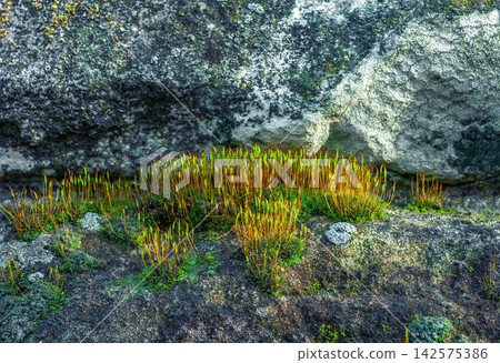 Young green wall - screw moss sprouts growing on rock closeup. Spring Tortula muralis moss thin seedlings Young green wall - screw moss sprouts growing on rock closeup. Spring Tortula muralis moss thin seedlings 142575386