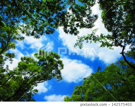 新鮮的綠色樹和藍天風景 新鮮的綠色樹和藍天風景 142575403