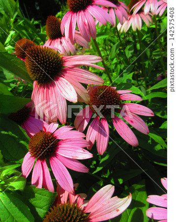 A scene of echinacea (purple coneflower) in full bloom. A scene of echinacea (purple coneflower) in full bloom. 142575408