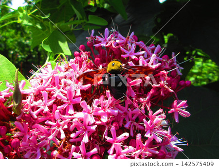 A scene of Clerodendrum trichotomum and bumblebees A scene of Clerodendrum trichotomum and bumblebees 142575409