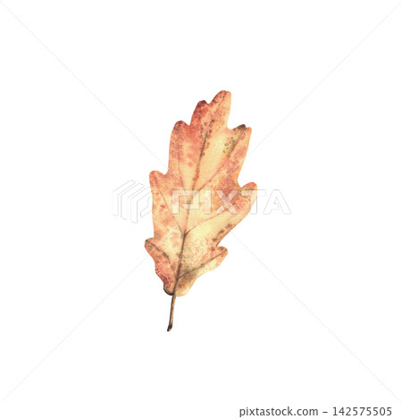 Watercolor Autumn oak leaf. Orange, red and brown coloured realistic hand painting. Botanical illustration of fall trees foliage isolated from background for seasonal autumnal floral card, pattern. 142575505