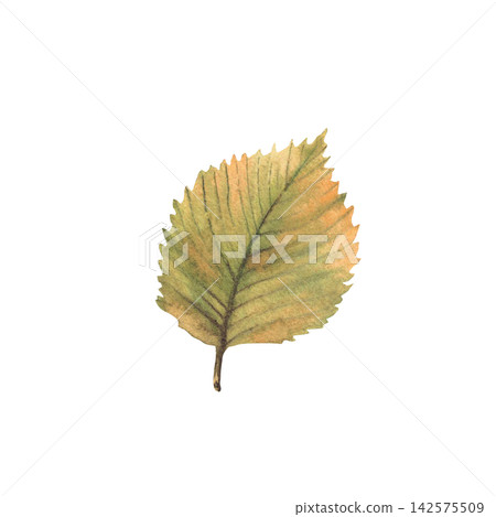 Autumn leaf. Watercolor realistic hand painted botanical illustration, coloured in golden yellow, green and orange. Isolated from background foliage of deciduous tree for seasonal designs, card print. 142575509