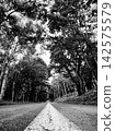 A straight road and white lines (monochrome) stretching through a deep forest. 142575579