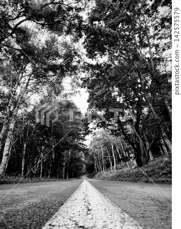 A straight road and white lines (monochrome) stretching through a deep forest. A straight road and white lines (monochrome) stretching through a deep forest. 142575579