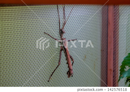 模仿樹枝的昆蟲 模仿樹枝的昆蟲 142576518